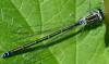 Coenagrion mercuriale